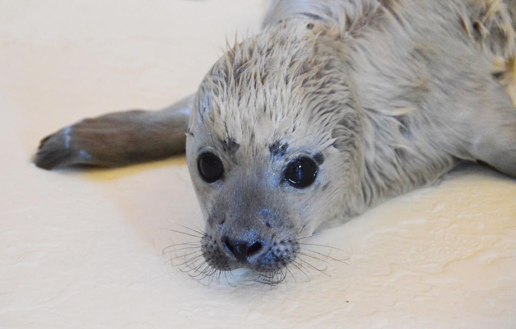 Der kleine Heuler Bosse ist als erster Heuler der diesjährigen Geburtensaison in der Seehundstation Friedrichskoog aufgenommen worden. - Foto: Seehundstation Friedrichskoog/dpa