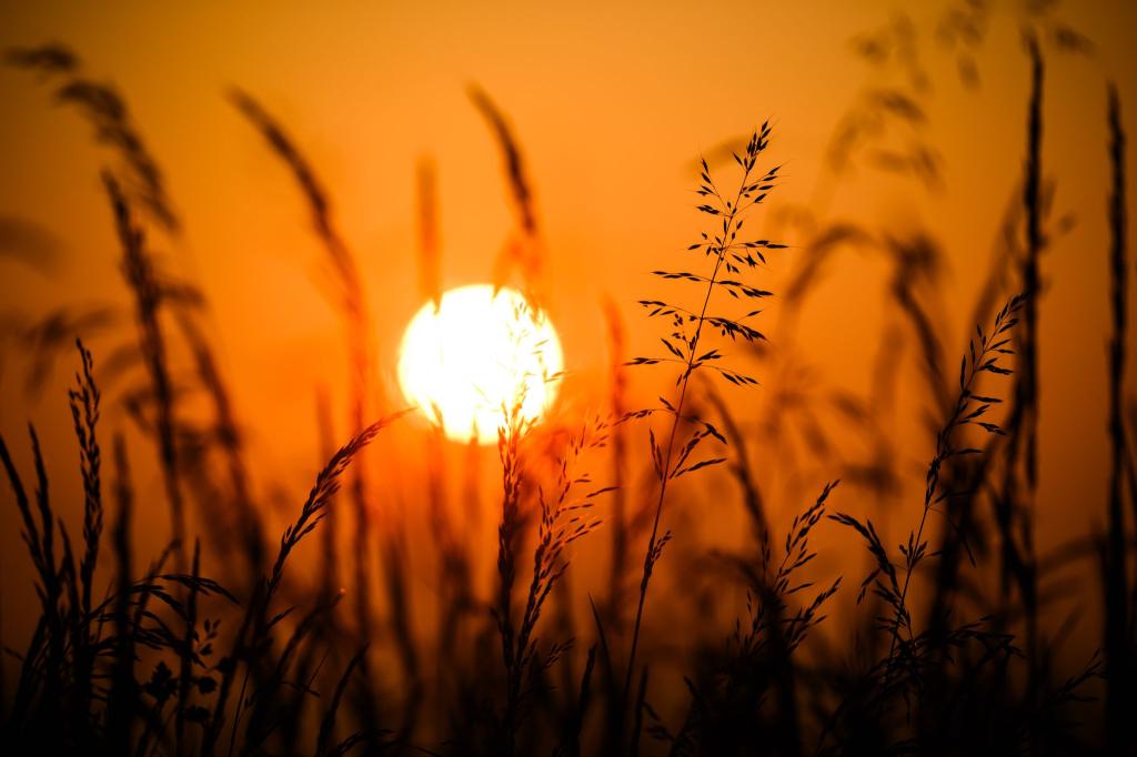 Ein neuer Tag erwacht: Die Sonne erhebt sich hinter Gräsern in Hildesheim und taucht die Landschaft in ein warmes, goldenes Licht. - Foto: Julian Stratenschulte/dpa