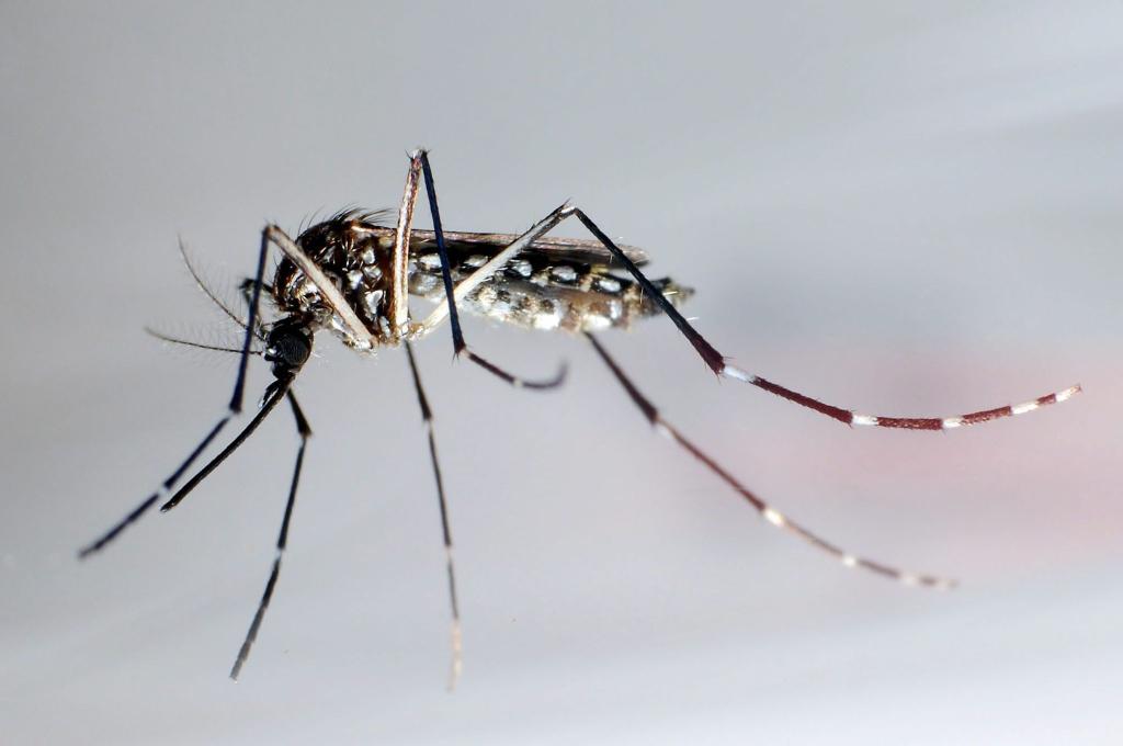 Die Gelbfiebermücke, Denguemücke oder Ägyptische Tigermücke überträgt verschiedene Krankheiten. - Foto: Gustavo Amador/epa efe/dpa