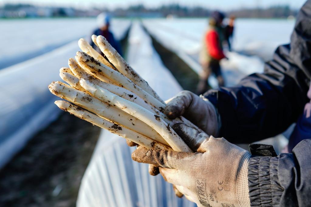 Die ersten Stangen Spargel sind in dieser Saison längst gestochen. - Foto: Uwe Anspach/dpa
