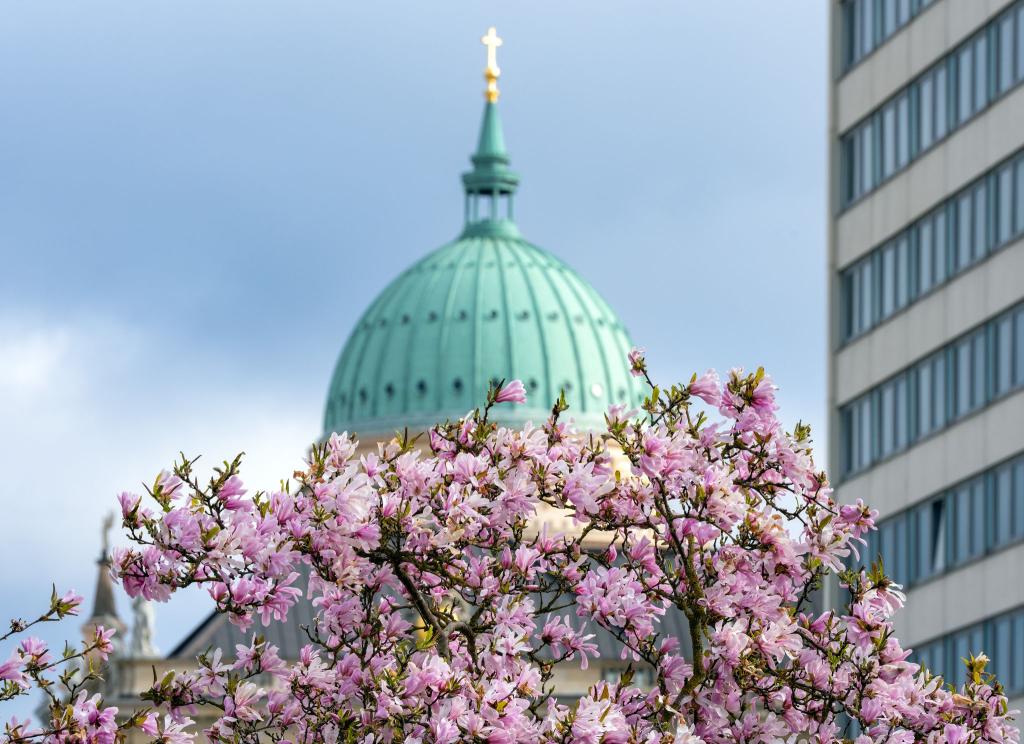 Sternmagnolie im Lustgarten in der Potsdamer Innenstadt - Foto: Soeren Stache/dpa