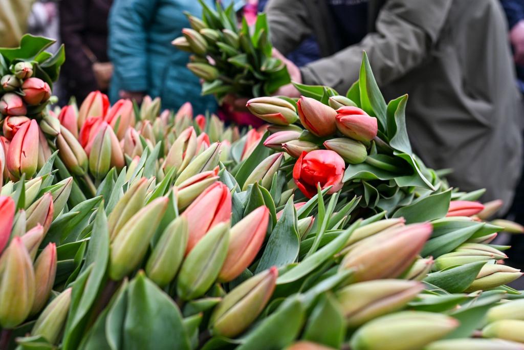 Bunte Tulpensträuße werden auf dem Potsdamer Tulpenfest im Holländischen Viertel verkauft. - Foto: Jens Kalaene/dpa