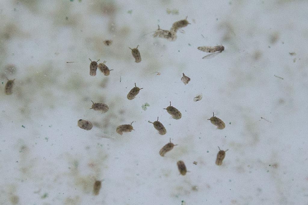 Das Oropouche-Virus wird durch verschiedene Mücken übertragen. - Foto: Christian Charisius/dpa