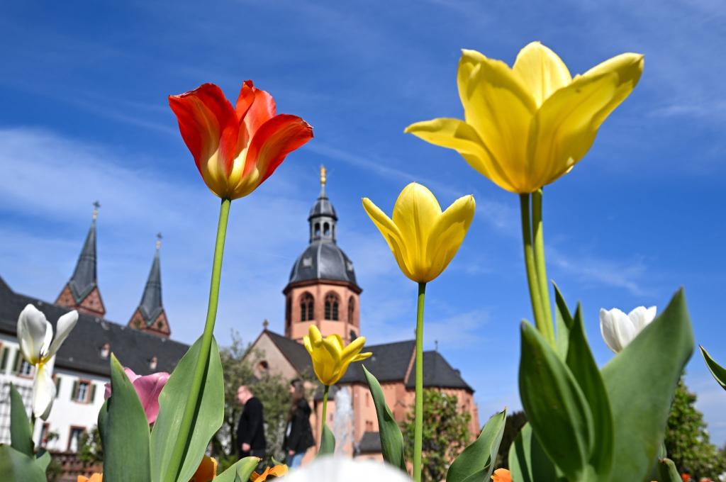 Tulpen blühen bei herrlichem Frühlingswetter im Klostergarten der ehemaligen Benediktinerabtei Seligenstadt (Landkreis Offenbach). - Foto: Arne Dedert/dpa