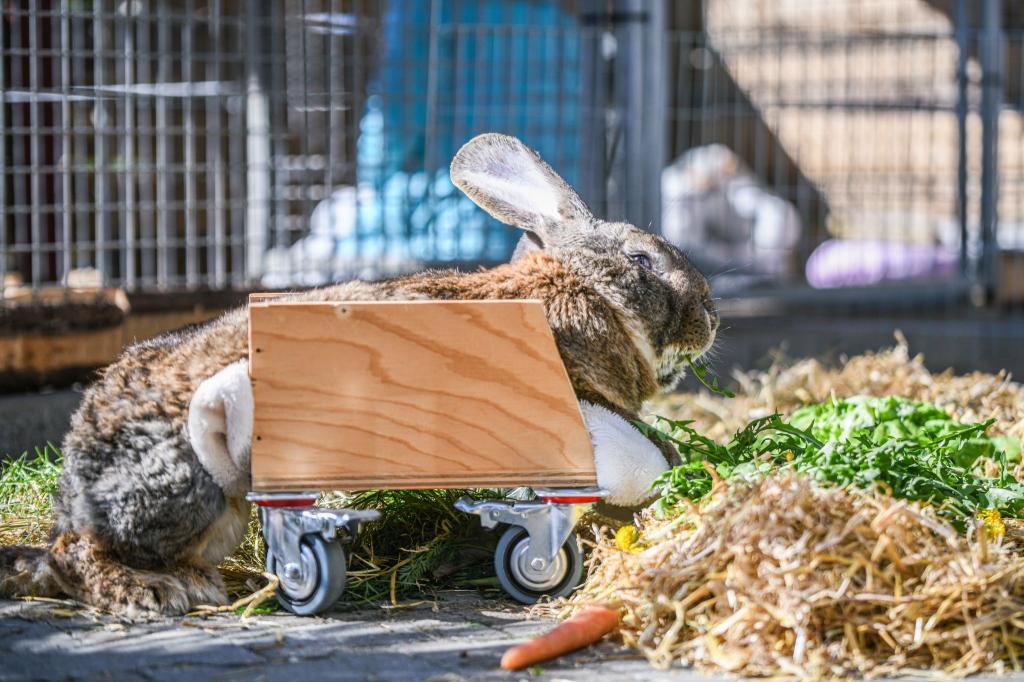 Ein Riesenkaninchen kann sich mit Hilfe eines selbst gebauten Rollators fortbewegen. - Foto: Jason Tschepljakow/dpa