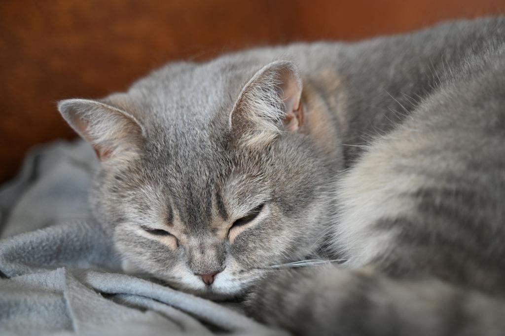 Katzen sind nach wie vor das beliebteste Haustier in Deutschland. (Archivbild) - Foto: Helena Dolderer/dpa