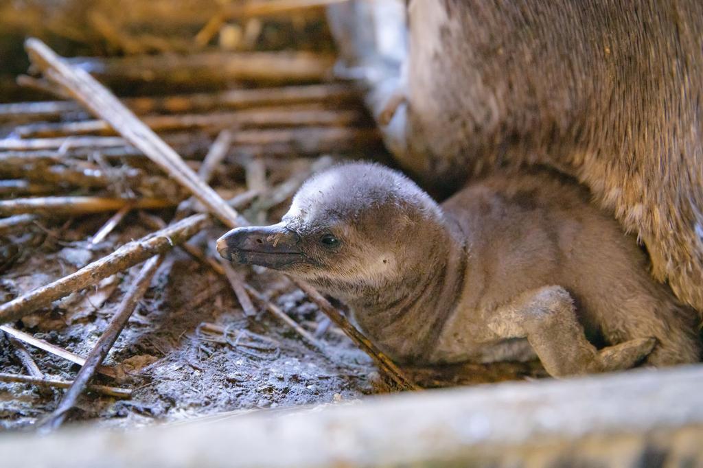Besucher sollen den Nachwuchs voraussichtlich im Sommer sehen können. - Foto: Anke Neumeister/Deutsches Meeresmuseum/dpa