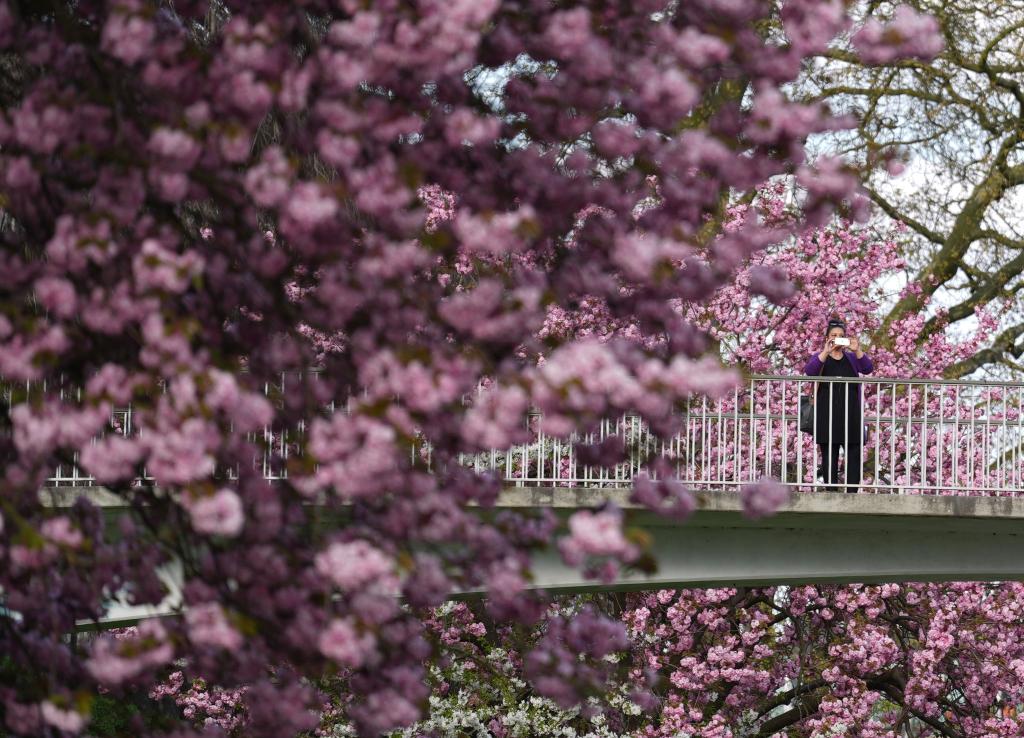 Frühlingstraum in Hamburg - Blick auf japanische Kirschblütenbäume. - Foto: Marcus Brandt/dpa