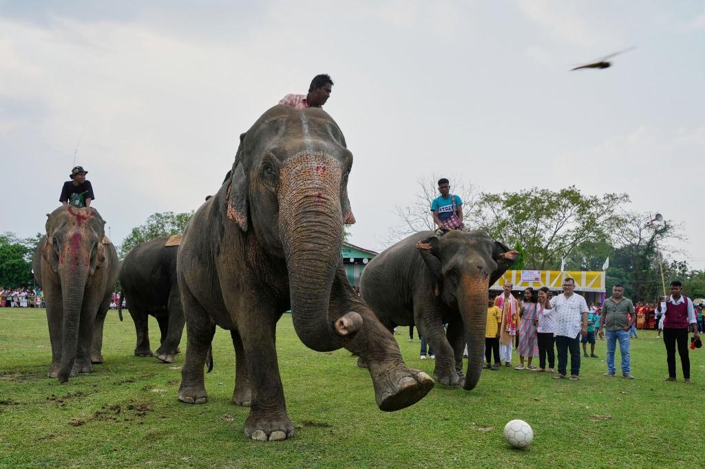 Tierisches Spektakel: Elefant beim Stammesfest in Boko - Foto: Anupam Nath/AP/dpa