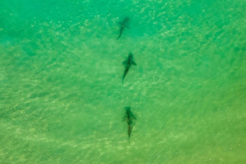 In einer Gegend im Norden Israels sammeln sich zwischen November und Mai Sandbank- und Schwarzhaie. (Archivbild) - Foto: Ariel Schalit/AP/dpa