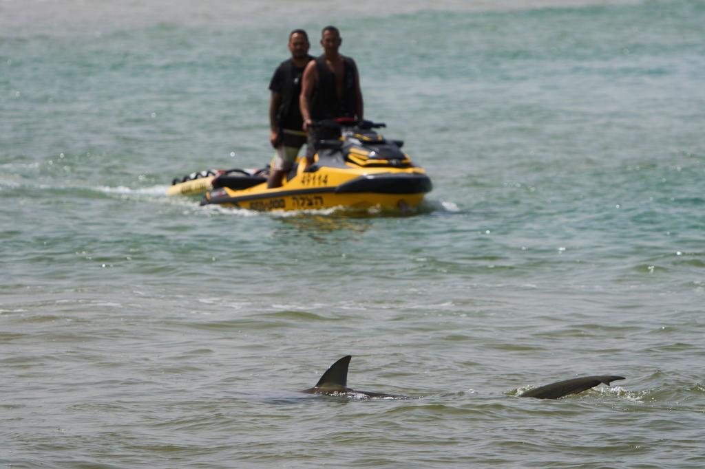 Haiangriffe sind in Israel äußerst selten. - Foto: Ariel Schalit/AP/dpa