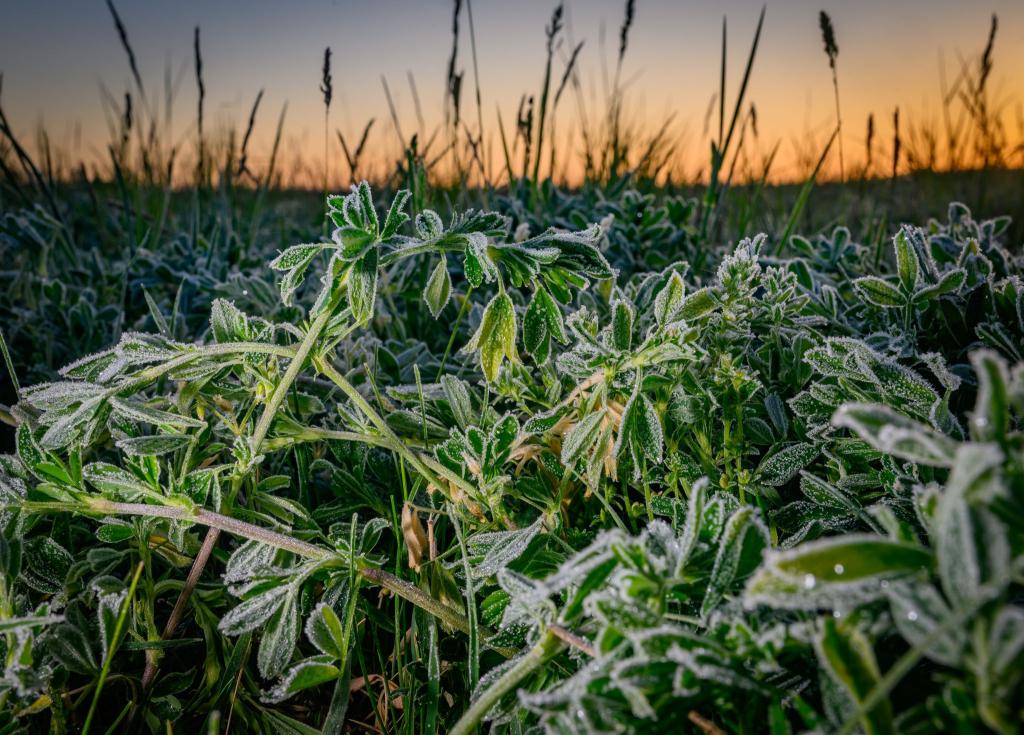Frostiges Wetter in Brandenburg - Foto: Patrick Pleul/dpa