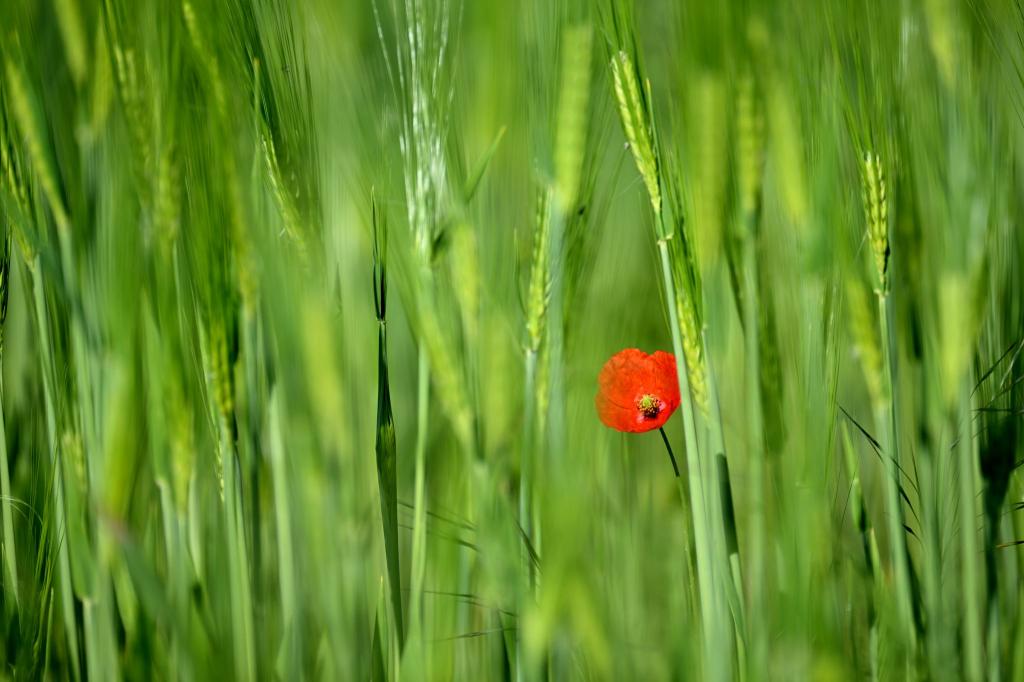 Eine Mohnblume blüht in einem Getreidefeld in Hackenbroich. - Foto: Federico Gambarini/dpa