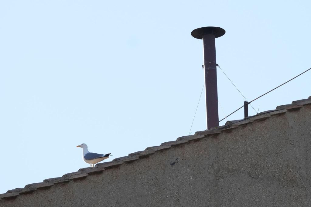 Warten auf das Rauchsignal: Eine Möwe sitzt neben dem Schornstein auf dem Dach der Sixtinischen Kapelle während des Konklaves zur Wahl eines neuen Papstes im Vatikan. - Foto: Andrew Medichini/AP/dpa