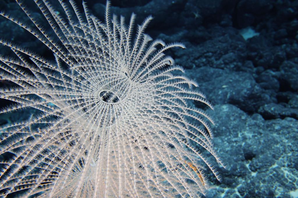 Die Tiefsee steckt voller erstaunlicher Kreaturen. - Foto: -/Ocean Discovery League/NOAA/dpa