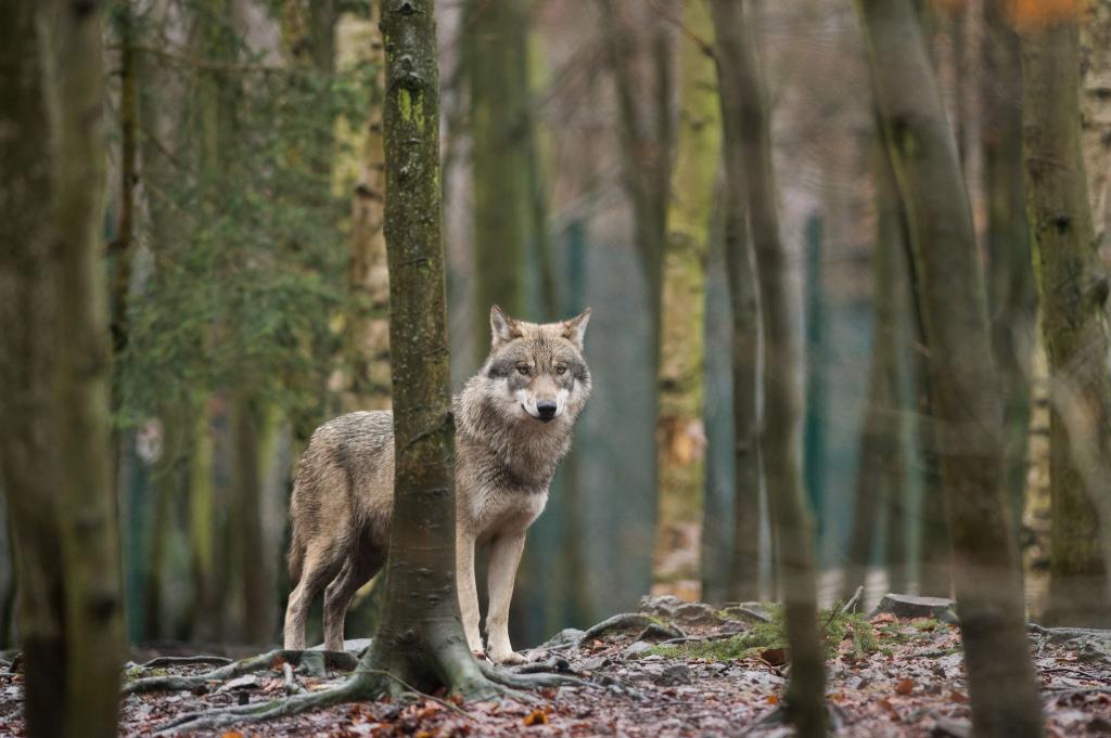 Das EU-Parlament entscheidet, den Wolf-Schutzstatus zu reduzieren. (Archivbild) - Foto: Klaus-Dietmar Gabbert/dpa-Zentralbild/dpa-tmn