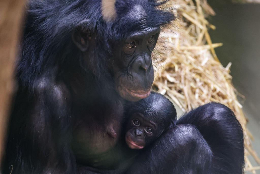 Noch ganz klein und anhänglich: Im Kölner Zoo wurde das Bonobo-Baby Milumbe geboren. - Foto: Oliver Berg/dpa