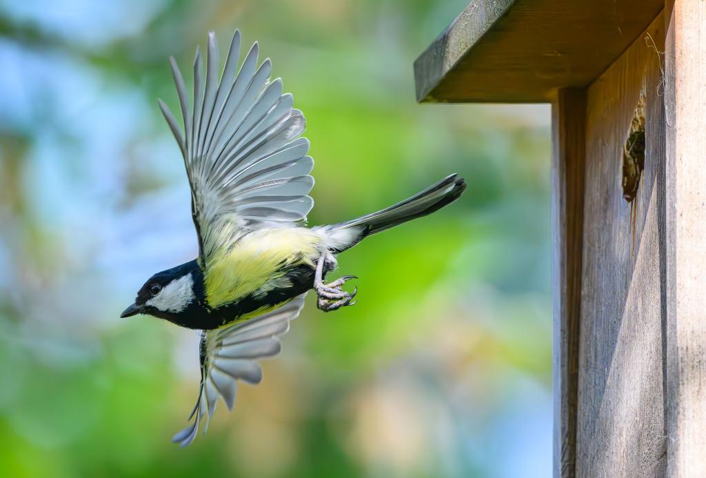 Im Fokus der Mitmachaktion stehen vertraute und weit verbreitete Vogelarten wie Meisen, Finken, Rotkehlchen und Spatzen. (Archivbild) - Foto: Patrick Pleul/dpa