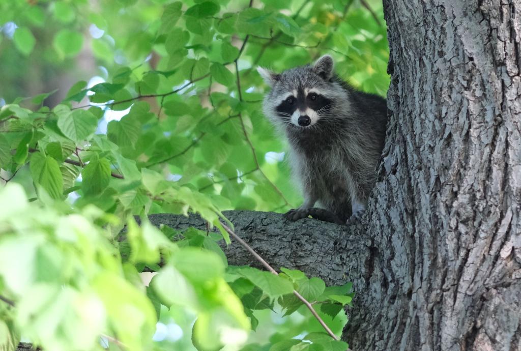 Ein Waschbär sitzt im Baum einer Grünanlage in Leipzig. - Foto: Sebastian Willnow/dpa