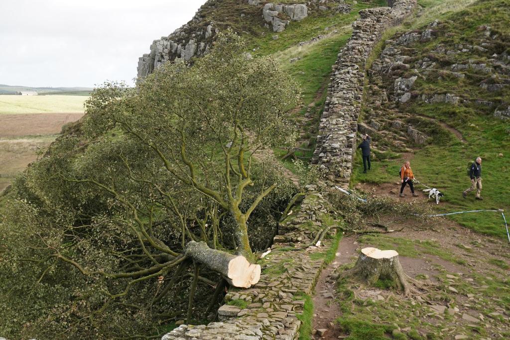 Der ikonische Baum war im September 2023 gefällt worden. (Archivbild) - Foto: Owen Humphreys/Press Association/dpa