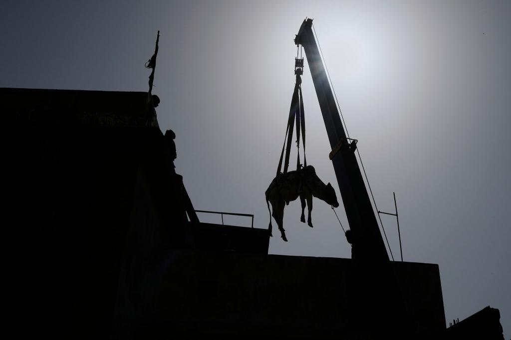 Vor Eid al-Adha-Fest: Ein Stier wird in Pakistan mit Kran von einem Dach gehoben. - Foto: Fareed Khan/AP/dpa