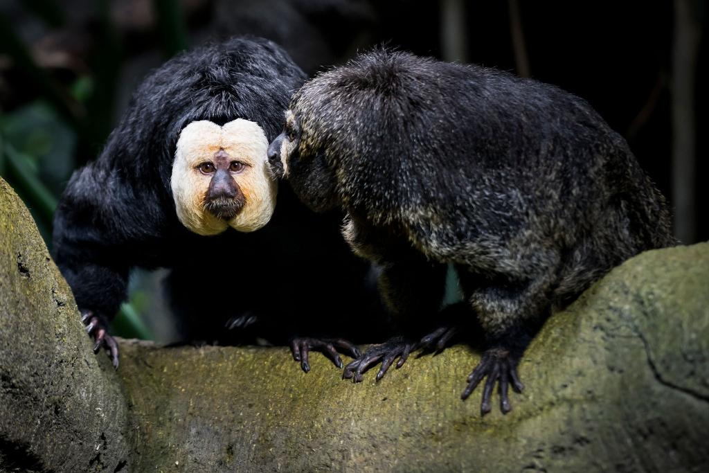 Touristen sollen die Weißkopfsakis am Schwanz gezogen und gefüttert haben - hier ist ein Tier aus der Schweiz zu sehen. - Foto: Jean-Christophe Bott/KEYSTONE/dpa