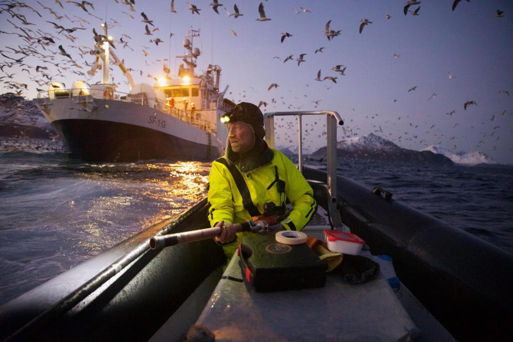 Das Gesamtsiegerbild zeigt den Biologen Audun Rikardsen, der in einem norwegischen Fjord Wale mit Sendern ausstattet. - Foto: Emma Vogel/Nature/dpa