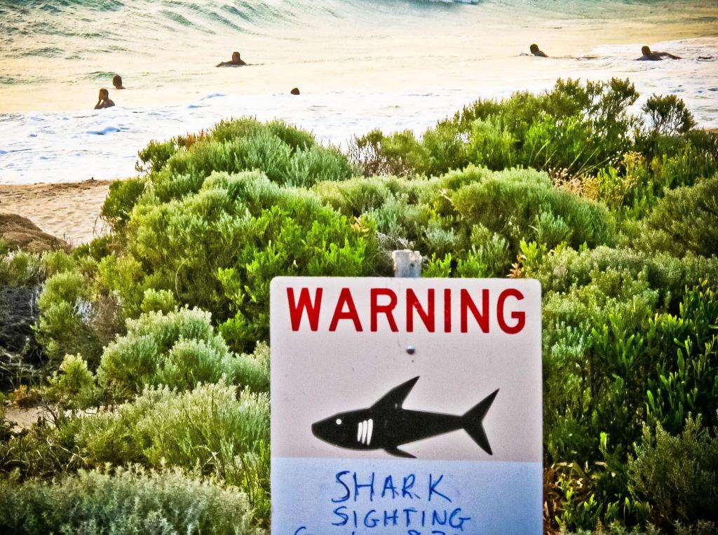 Die Gewässer rund um Australien sind berühmt-berüchtigt: Es kommt immer wieder zu Haiangriffen auf Schwimmer und Surfer. (Symbolbild) - Foto: Rebecca Le May/AAP/dpa