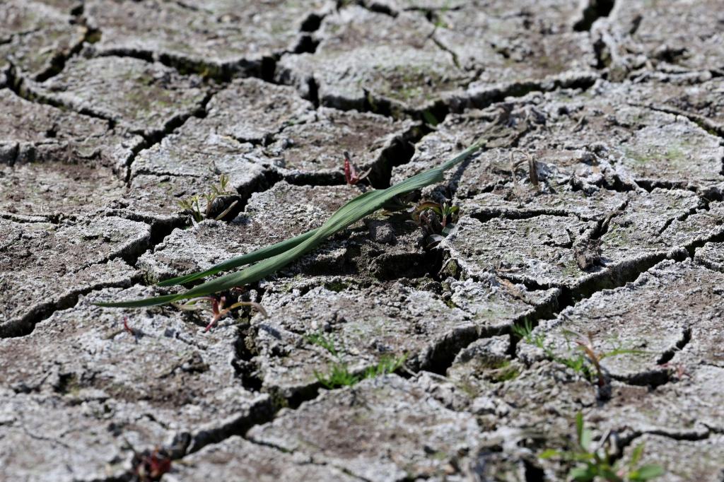 Die anhaltende Dürre hat zunehmend Folgen für Wald und Landwirtschaft. - Foto: Bernd Wüstneck/dpa