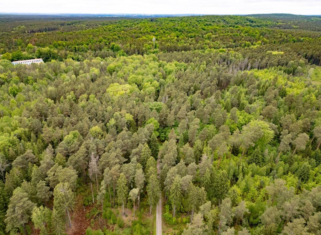 Junge Frau in Königsbrücker Heide gefunden - Jugendlicher unter Tatverdacht - Foto: Robert Michael/dpa