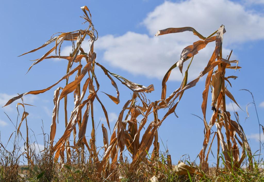 Langfristige Sommerprognosen von Wetterdiensten zeigen Tendenzen, liefern aber keine konkreten Vorhersagen für einzelne Tage oder Wochen. - Foto: Patrick Pleul/dpa-Zentralbild/dpa