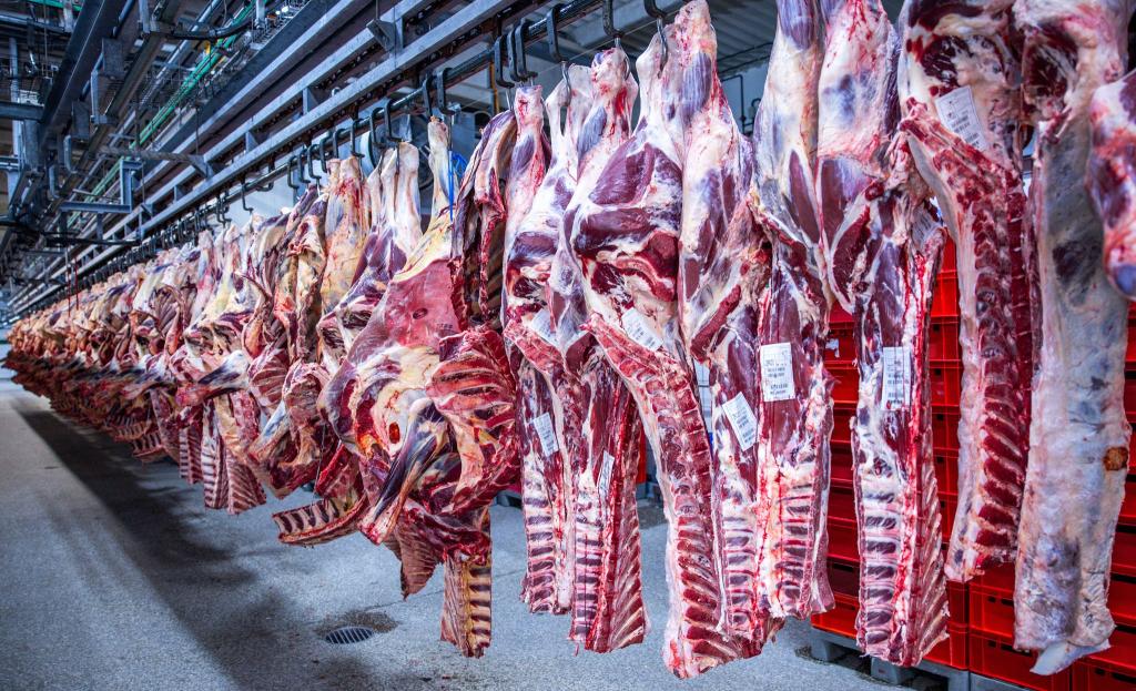 Nach Jahren rückläufiger Schlachtungen ist die Zahl der Schweineschlachtungen im vergangenen Jahr wieder leicht gestiegen. (Archivfoto) - Foto: Jens Büttner/dpa