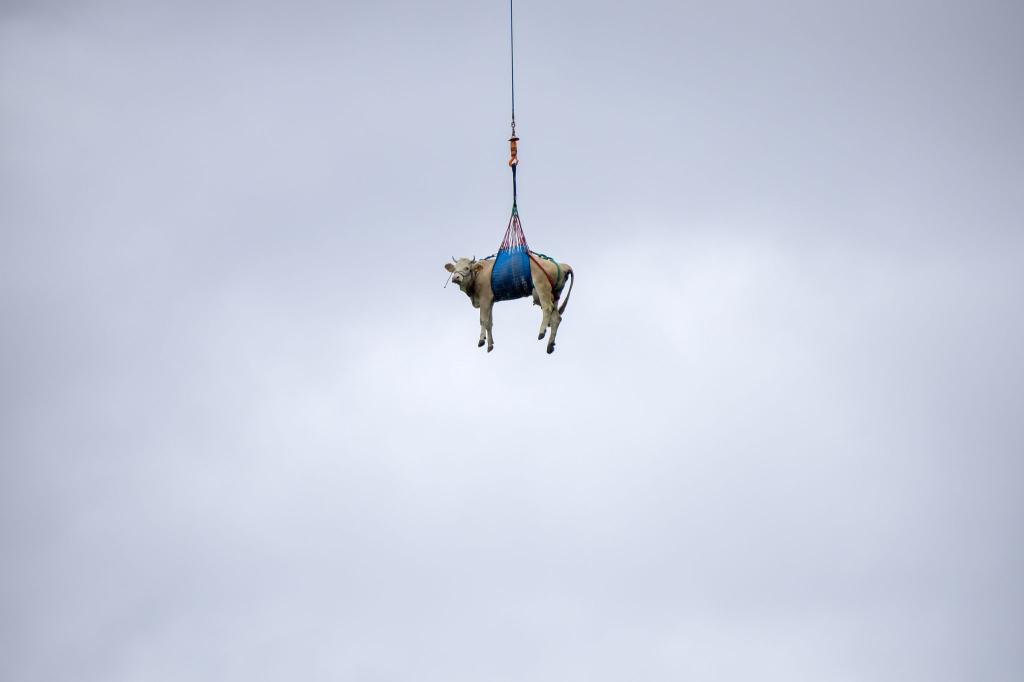 Eine Kuh wird in der Schweiz mit Hubschrauber evakuiert - Foto: Peter Klaunzer/KEYSTONE/dpa