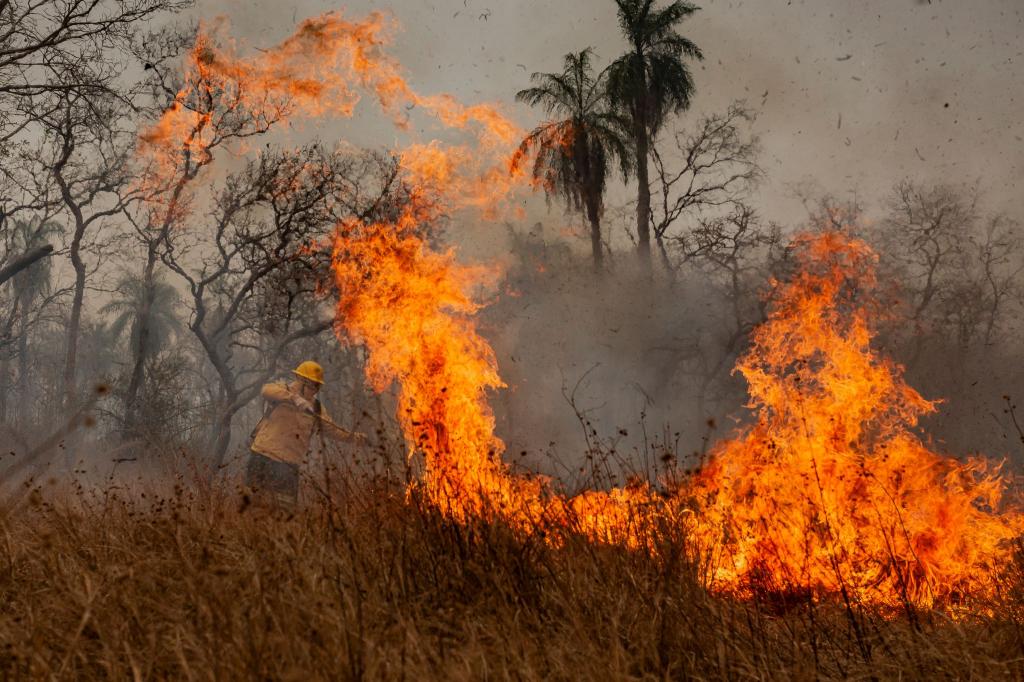 Feuer waren die Hauptursache für den großen Waldverlust. (Archivbild) - Foto: Diego Cardoso/dpa