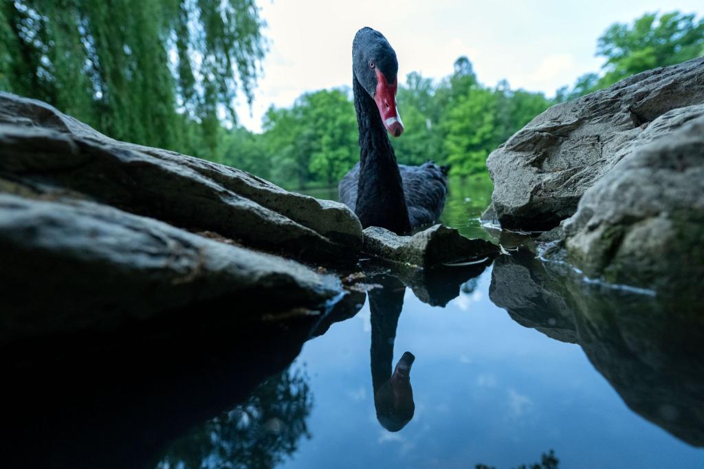 Spieglein, Spieglein: Ein Trauerschwan spiegelt sich im See des Schlosses Rosenau. - Foto: Pia Bayer/dpa