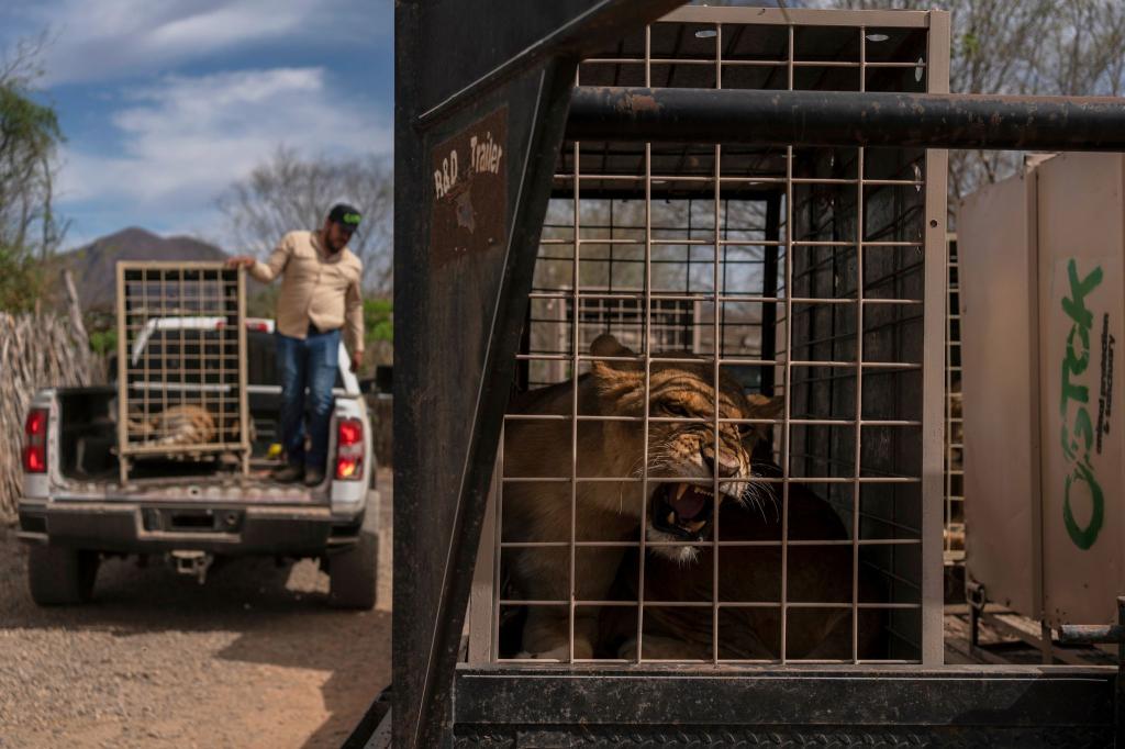 Das Wildtierreservat Ostok wurde 2021 gegründet. - Foto: Felix Marquez/AP/dpa
