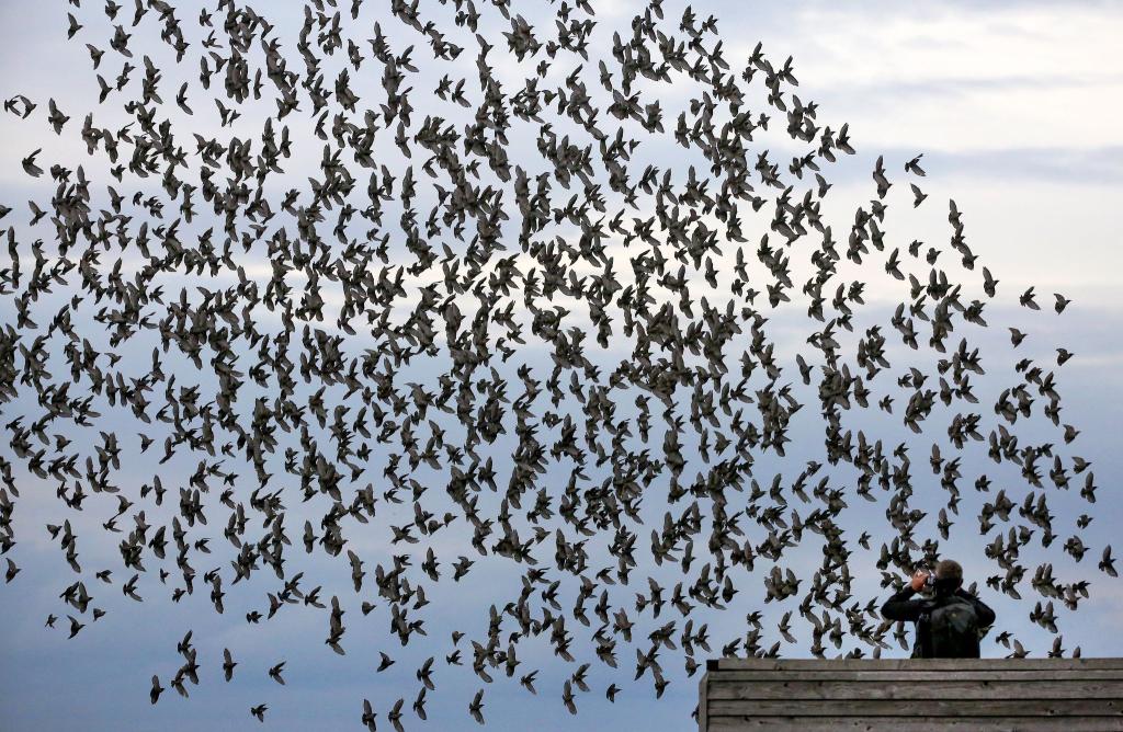 Die meisten Menschen halten sich an die Regeln in Naturschutzgebieten und fotografieren Tiere nur von Wegen und Aussichtspunkten aus. - Foto: Thomas Warnack/dpa