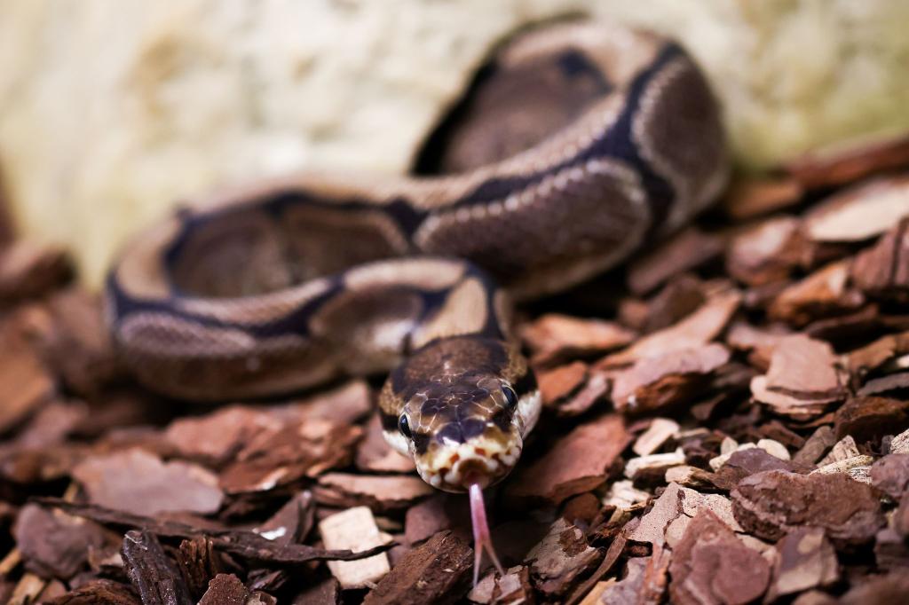 Pythons würgen ihre Opfer, können aber auch zubeißen. (Symbolbild) - Foto: Christian Charisius/dpa