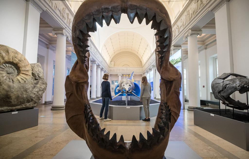 Ins riesige Maul des Megalodon passte so ziemlich jedes andere Meereslebewesen. (Archivbild) - Foto: Christoph Schmidt/dpa