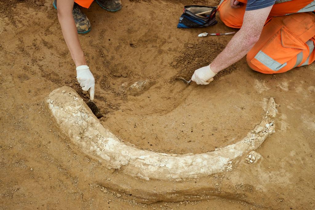 Der Mammutzahn ist etwa 1,20 Meter lang. - Foto: Moritz Reich/TransnetBW/dpa