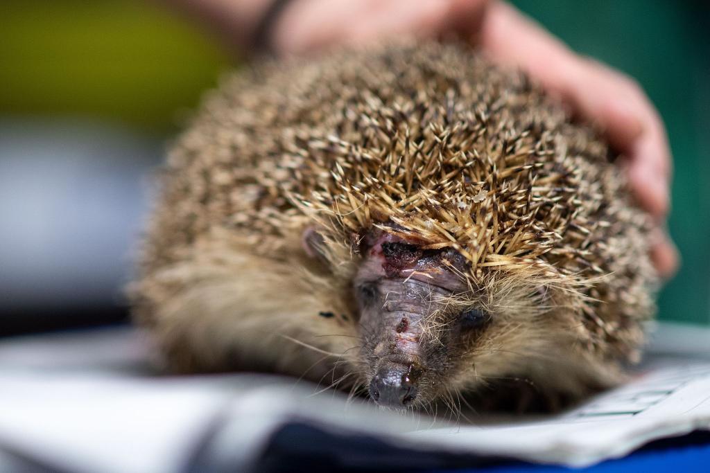 Mähroboter sind wahre Todesfallen für Igel. (Foto-Archiv) - Foto: Marius Becker/dpa