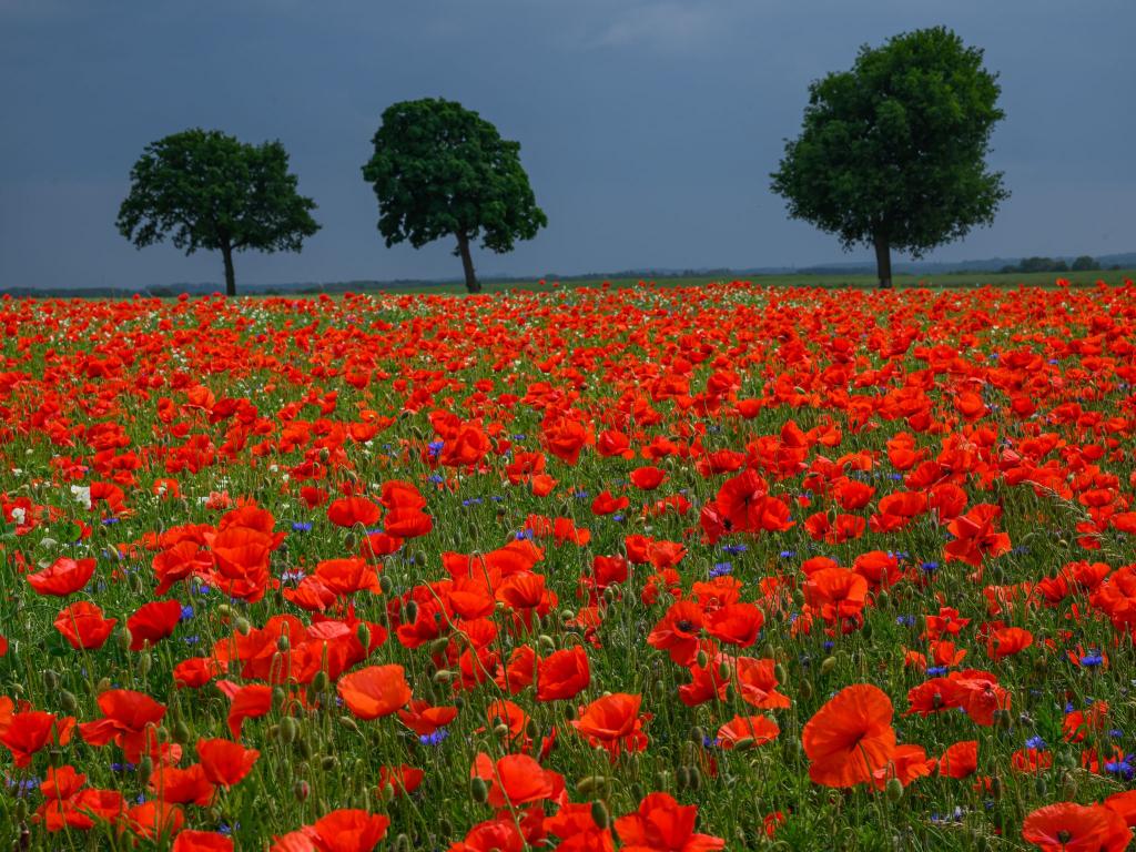 Rot leuchten die Blütenblätter vom Klatschmohn auf einem Feld in Brandenburg, während im Hintergrund Regenwolken über die Landschaft ziehen. - Foto: Patrick Pleul/dpa