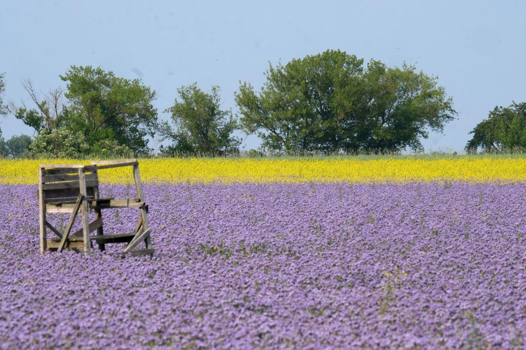 Thron im Blütenmeer: Eine Ansitz für die Jagd steht in einem Feld mit blühender Phacelia und mit Ackersenf im Leipziger Land in Sachsen. - Foto: Sebastian Willnow/dpa