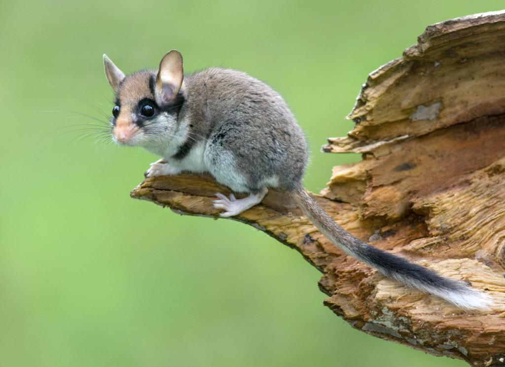Die Lebensräume des Gartenschläfers werden kleiner. - Foto: Jiří Bohdal/naturfoto.cz/dpa