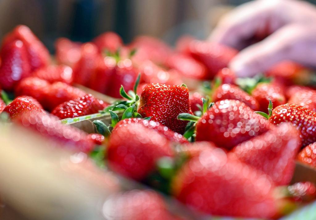Jetzt gibt es Erdbeeren so günstig wie nie in der Saison. (Archivbild) - Foto: Uli Deck/dpa