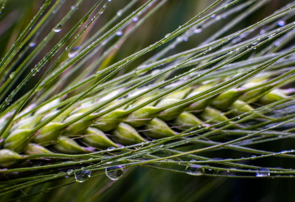 Dringend benötigt: Regen in der Landwirtschaft. - Foto: Jens Büttner/dpa