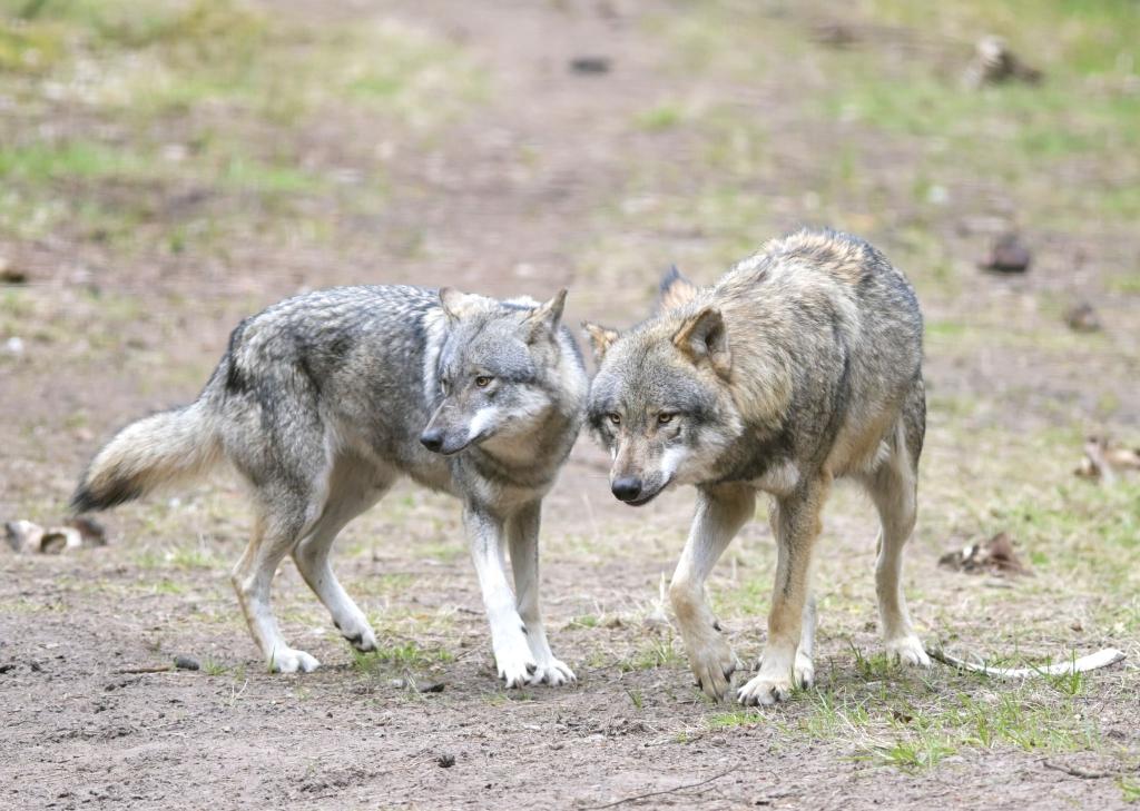 Die EU-Länder haben die Änderung des Schutzstatus des Wolfes angenommen. (Archivbild) - Foto: Soeren Stache/dpa-Zentralbild/dpa
