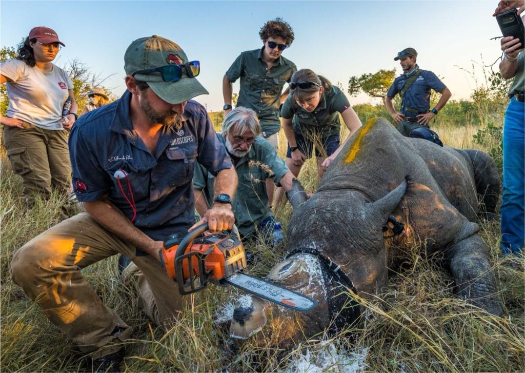 Einem Nashorn wird vorsorglich das Horn abgesägt. (Handout) - Foto: ---/Greater Kruger Environmental Protection Foundation/dpa