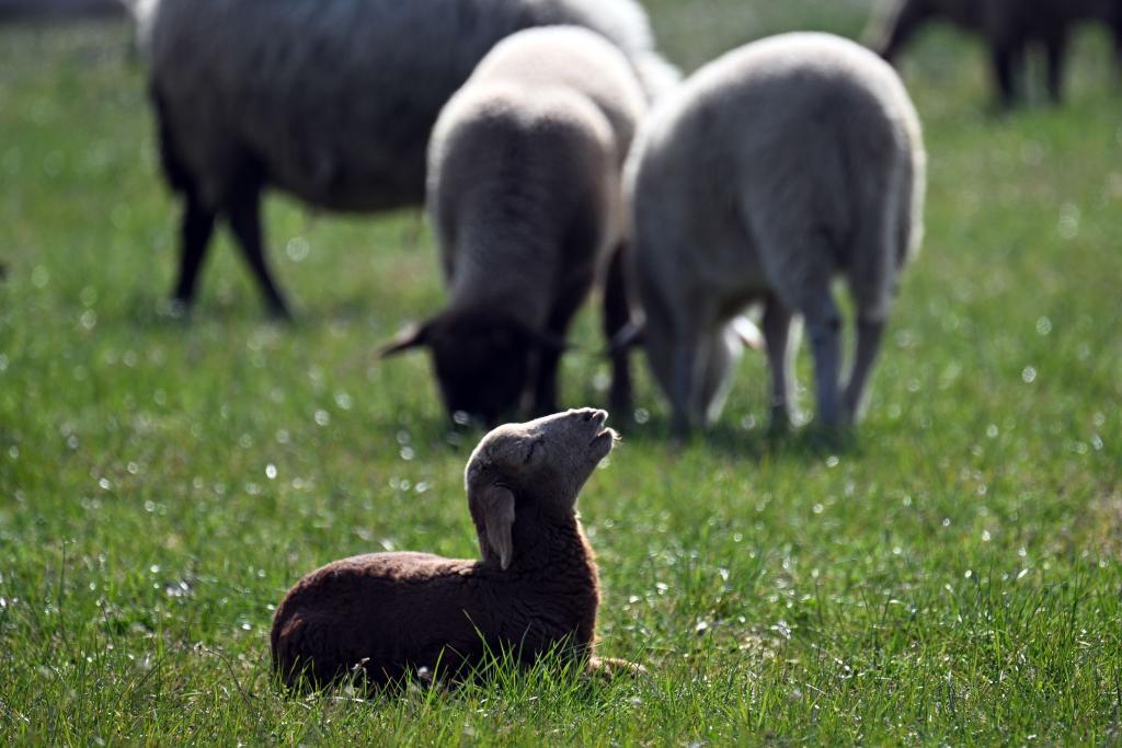 Kleinere Tiere wie Lämmer kann ein Goldschakal leicht erbeuten. (Symbolbild) - Foto: Federico Gambarini/dpa