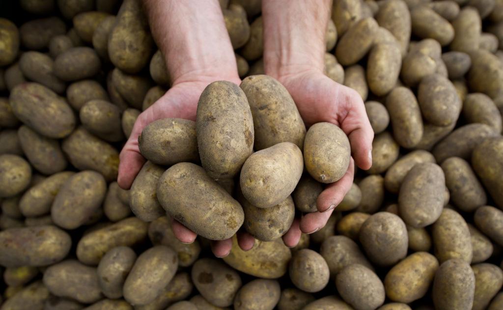 Die Pflanzenkrankheit Stolbur bedroht auch heimische Kartoffeln. - Foto: picture alliance / dpa